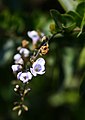 Duranta erecta