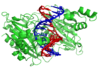 DNA substratı (kırmızı ve mavi) ile kompleksleşmiş bir EcoRV homodimerinin (yeşil) şematik yapısı