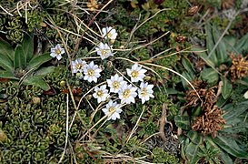 Gentiana sedifolia (Enziangewächs)