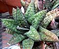 Gasteria batesiana