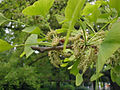 Männliche Blüten des Ginkgo