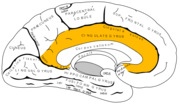 Cingulate gyrus.