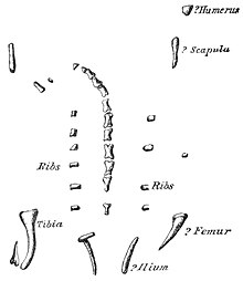 Line drawing showing the bones of the original skeleton as they were located in the slab of slate