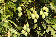 Irvingia gabonensis (Afrikanische Mango) (auch Irvingia malayana)