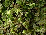 Marchantia polymorpha