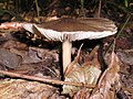 Megacollybia platyphylla (Gen. Megacollybia)