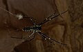 Giant Wood Spider (Nephila Maculata)