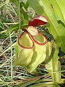 Nepenthes neoguineensis