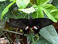 Közönséges mormon pillangó (Papilio polytes)