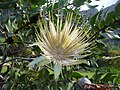 Protea aurea subsp. potbergensis