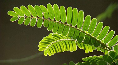 Close-up of leaves