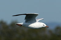 Silver Gull, immature