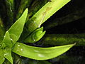 Stratiotes aloides flower bud