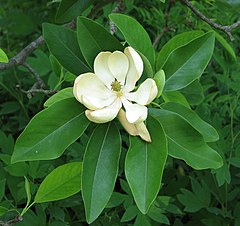 Μαγνόλια η βιργινιανή (Magnolia virginiana)