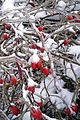 rose hips in the snow near Hemkenrode