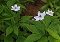 2189: Dreiblatt-Windröschen (Anemone trifolia)