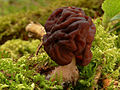 Gyromitra esculenta