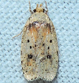 Agonopterix flavicomella