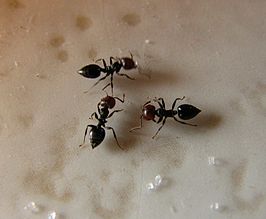 Crematogaster