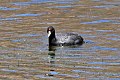 Fulica ardesiaca gehört zu den Blässhühnern