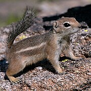 16. Mai 2016 Harris-Antilopenziesel Suzie in Arizona