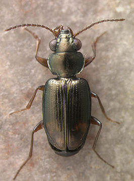 Bembidion jacksoniense