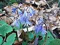 Harangrojt (Soldanella montana)