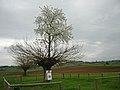 Welcher Kirschbaum ist das?/Welche Kirschbäume sind das?