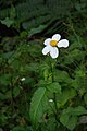 Bidens pilosa