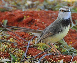 Zwartborstprinia