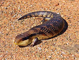 Gevlekte blauwtongskink