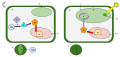 CAM photosynthesis- left, at night; right, during the day. CO2 enters through the stomata at night and is fixed to OAA by PEPCase. The OAA is then turned into malate and stored in a vacuole as malic acid. During the day, the stomata are closed to conserve water. The malic acid goes out of the vacuole, gets turned into malate. The malate goes into the Calvin cycle in the stroma of the chloroplast. Photosynthesis then continues normally as it would in a C3 plant. 1. chloroplast, 2. vacuole, 3. cytoplasm, 4. Calvin cycle, 5. stoma, 6. oxaloacetic acid (OAA), 7. PEP carboxylase (PEPCase), 8. granum (stack of thylakoids), 9. stroma of chloroplast, 10. malate, 11.malic acid