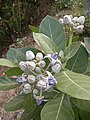 Flowers and leaves in Kannur భారత దేశము.