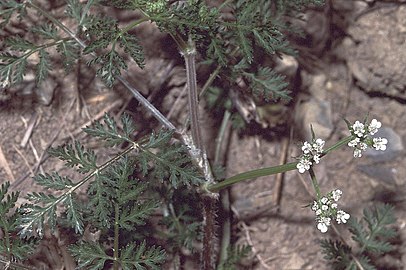 Foliage