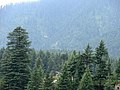 Wald der Himalaya-Zeder in Himachal Pradesh, Indien