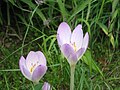 Colchicum lusitanum close-up