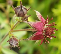 Marsh cincquefoil