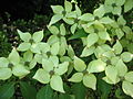 Cornus kousa var. chinensis