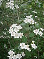 Crataegus laevigata