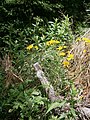 Crepis paludosa