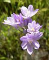 Dichelostemma capitatum