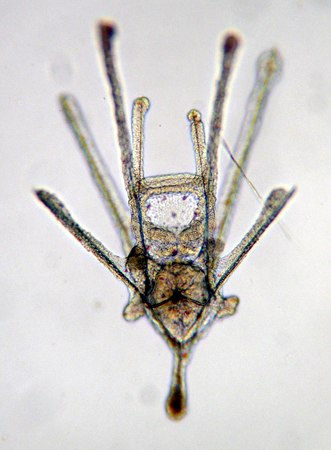 File:Echinocardium cordatum (Pennant, 1777) early pluteus width ca. 600 µm Helgoland 5.2006 9222.tif