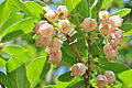 Enkianthus campanulatus