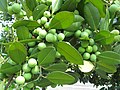 Daun dan buah Calophyllum brasiliensis.