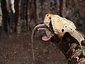 Gaboon viper Bitis gabonica rhinoceros at Wilmington's Cape Fear Serpentarium, it is eating a rat