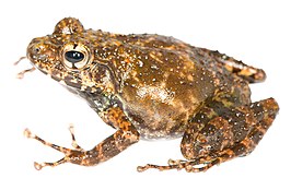 Gephyromantis pseudoasper