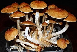 Psilocybe cubensis