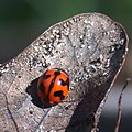 Con coccinella transversalis đậu trên lá sồi chết