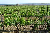 A vineyard in Villeneuve-lès-Maguelone bordering the Gulf of Lion