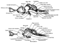 Above, lateral view of the brain of the dogfish. Be/ow, midsagittal section of the brain of the dogfish. (Adapted from Ranson and Clark, The Anatomy of the Nervous System, 10th ed., W. B. Saunders Company, Philadelphia, 1959.)